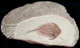 Rare Parvilichas Trilobite From Zagora - New Genus #11823-3